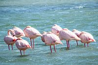 Sleeping flamingos