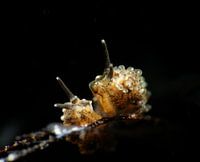 Racemose Doto nudibranch, Tulamben, Bali, Indonesia.