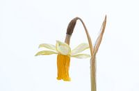 Das letzte Erscheinen einer Narzisse (weiß)