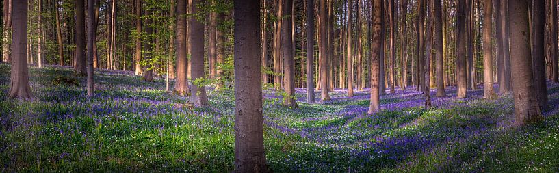 Panorama des Bluebells par Wim van D