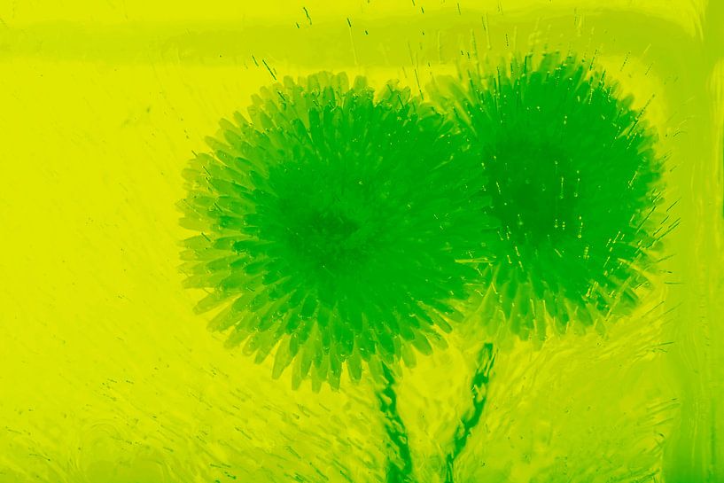 2 Bellis in green by Marc Heiligenstein