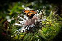Ein Schmetterling auf der Silberdistel