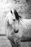 White horse in church black and white