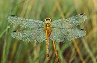 Libelle beim Trocknen ihrer Flügel .