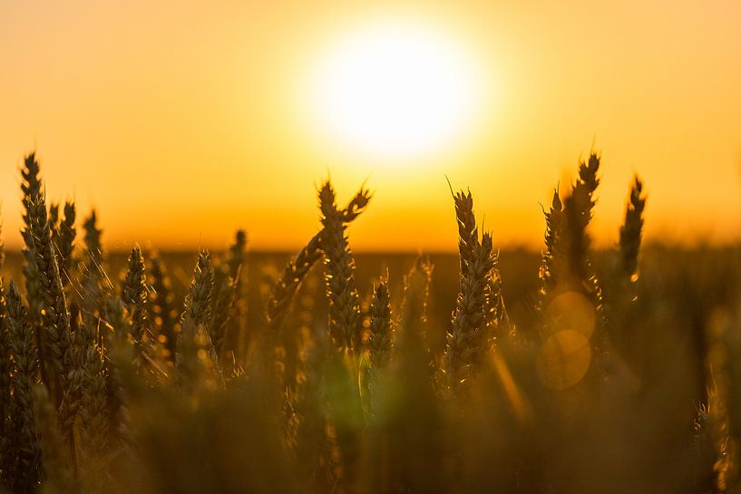 Weizenfeld im goldenen Schein der Abendsonne während der goldenen Stunde von Kim Willems