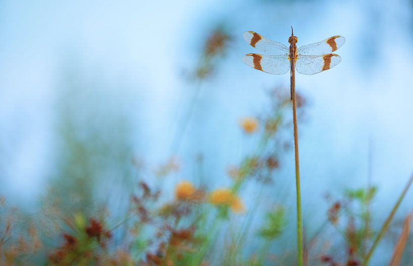 Gebänderte Prachtlibelle zwischen Blumen von Moetwil en van Dijk - Fotografie