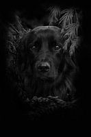 Leo späht durch die Nadelbäume II