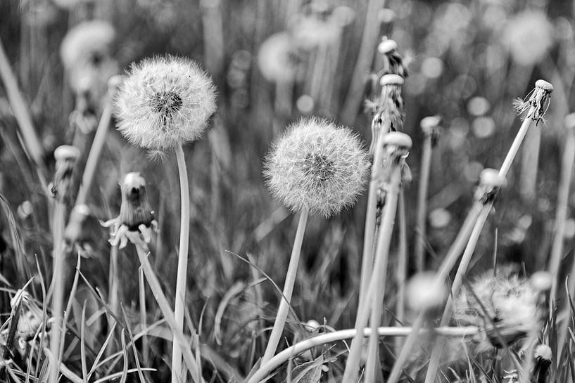 fluffy balls of dandelions by Hanneke Luit