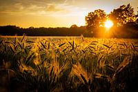 Grainfield at sunset