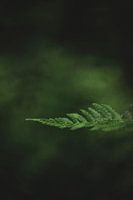 Fern leaf