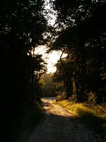Forest path sunset