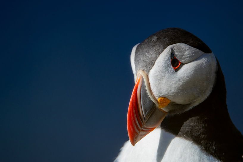 Shy Puffin by Manon Verijdt