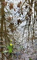 Yellow and grey, spring in lowlands