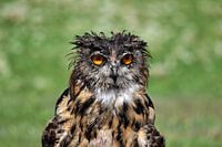 Uil, nat na een regenbui