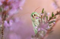 Papillon entre les bruyères fleuries