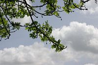 Mooie foto van de natuur.