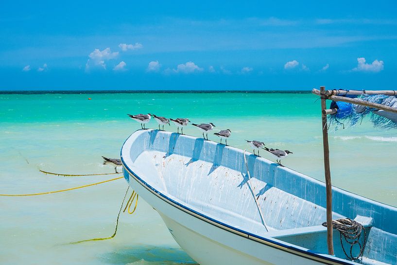 Des mouettes assises sur un bateau blanc avec un ciel bleu à Isla Holbox, au Mexique par Michiel Dros
