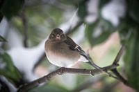 Le pinson s'abrite de la neige