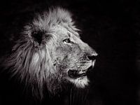 König des Dschungels