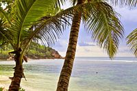 Tropical palm trees on the beach in Seychelles paradise