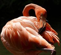 Caribbean flamingo