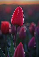 Rote Tulpe nach einem Regenschauer