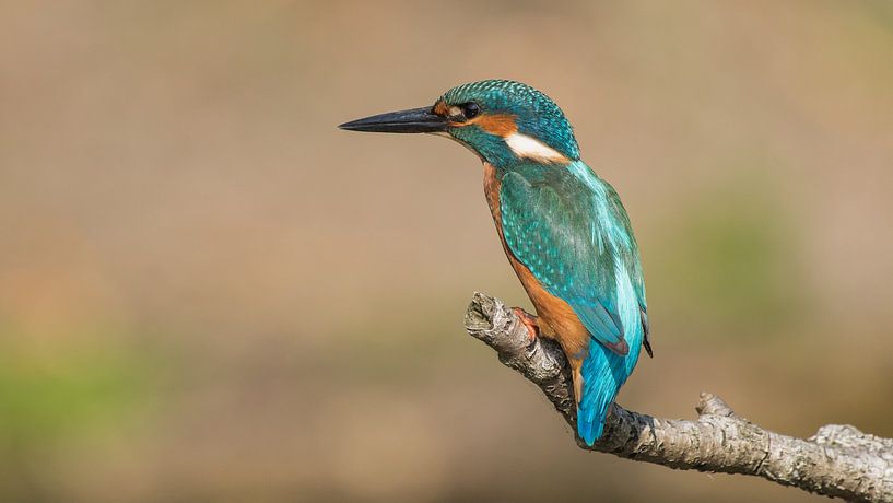 ijsvogel by Jan Heijmans