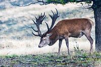 Hubertus Red Deer High Veluwe
