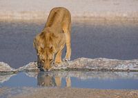 Drinking lion at a waterhole