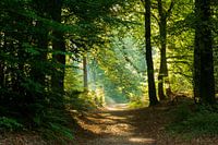 Herfstochtend in het bos