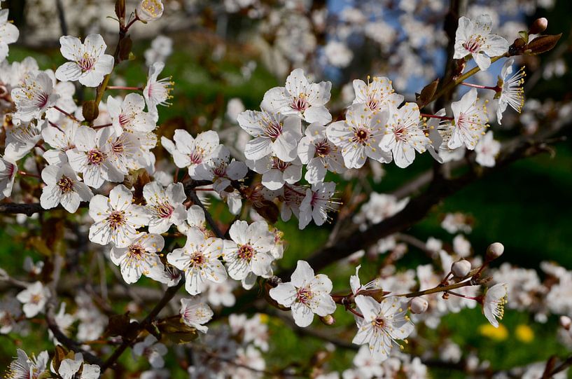 Frühlingsblüte Pflaumenbaum von Corinne Welp