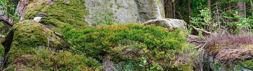 Sur le sol de la forêt par Leopold Brix
