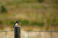 Die Schwalbe in Ruhe