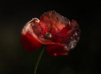 Mohn