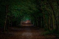 Herbst im Speulderbos