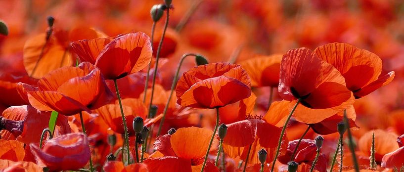 Joie de vivre, helder rood van christine b-b müller