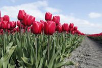 Tulpen