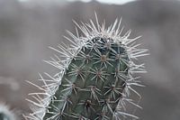 Curacao - cactus close-up