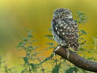 Steinkauz mit Brennnesseln