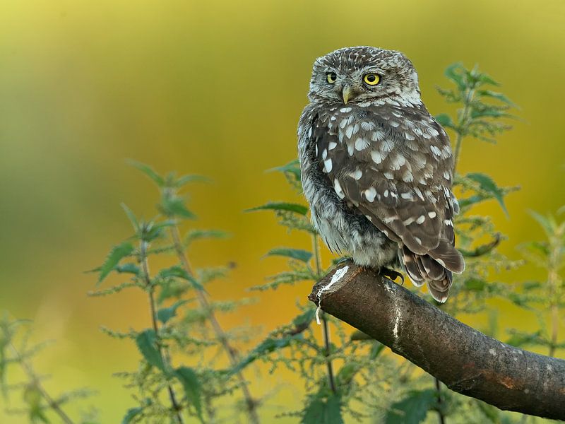 Steinkauz mit Brennnesseln von Inge Duijsens