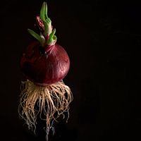 hanging onion