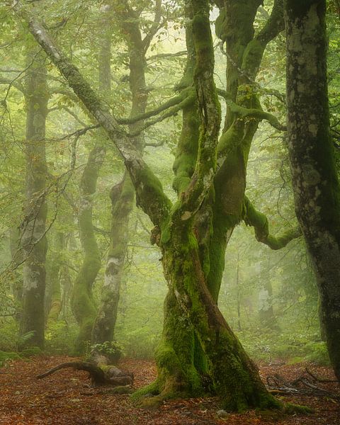 Der elegante Schwertkämpfer von Ellen Borggreve
