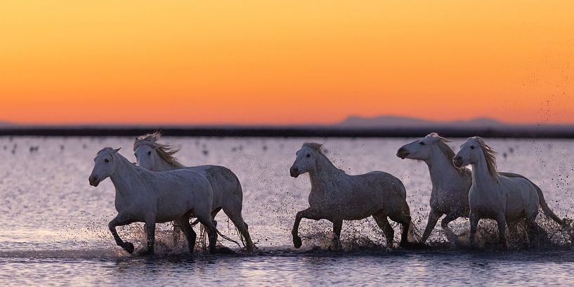 Running horses through water (Camargue) by Kris Hermans