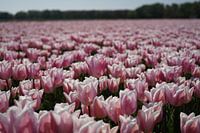 Roze tulpen in de bollenstreek 