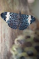 Hamadryas arinome - Schmetterling