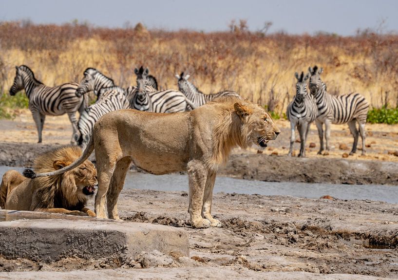 Lion en Namibie, Afrique par Patrick Groß