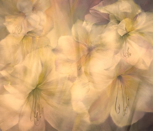 Ein Hauch von Amaryllis im warmen Abendlicht von Annette Schmucker