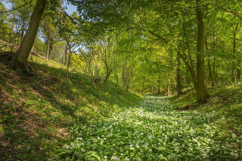 La rivière Daslook dans la forêt de Savelsbos par John van de Gazelle fotografie