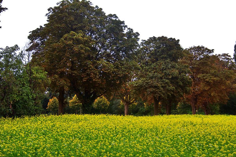 Gründünger von Edgar Schermaul