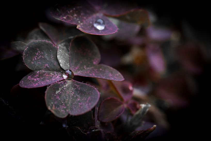 ,,Die Tropfen&quot; von Ronnie Reul